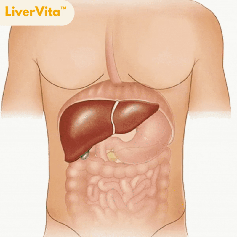 LiverVita™ – Leber stärken, reinigen & entgiften in 7 Tagen